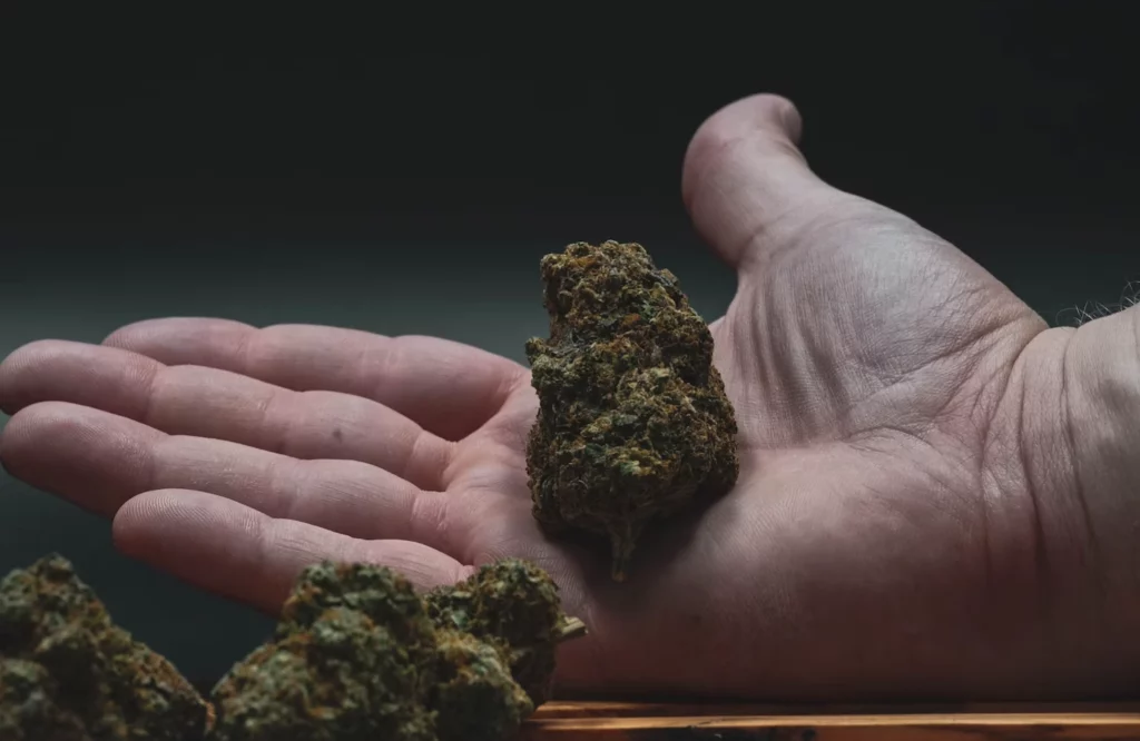The Usefulness of Marijuana and Where to Buy it in Toronto